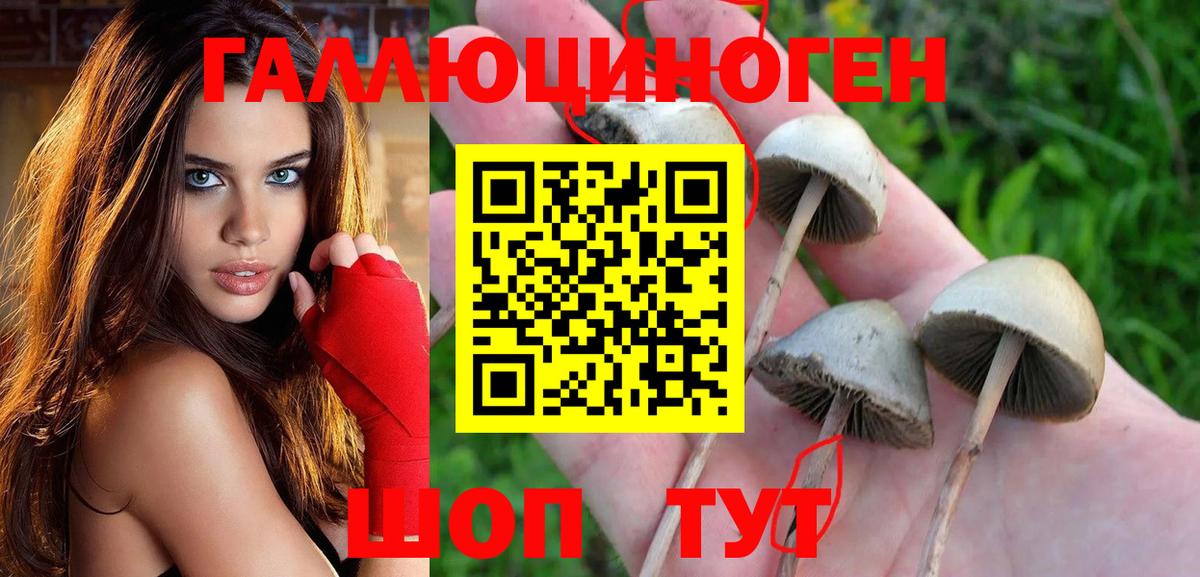 Псилоцибиновые грибы Psilocybine cubensis Михайловск